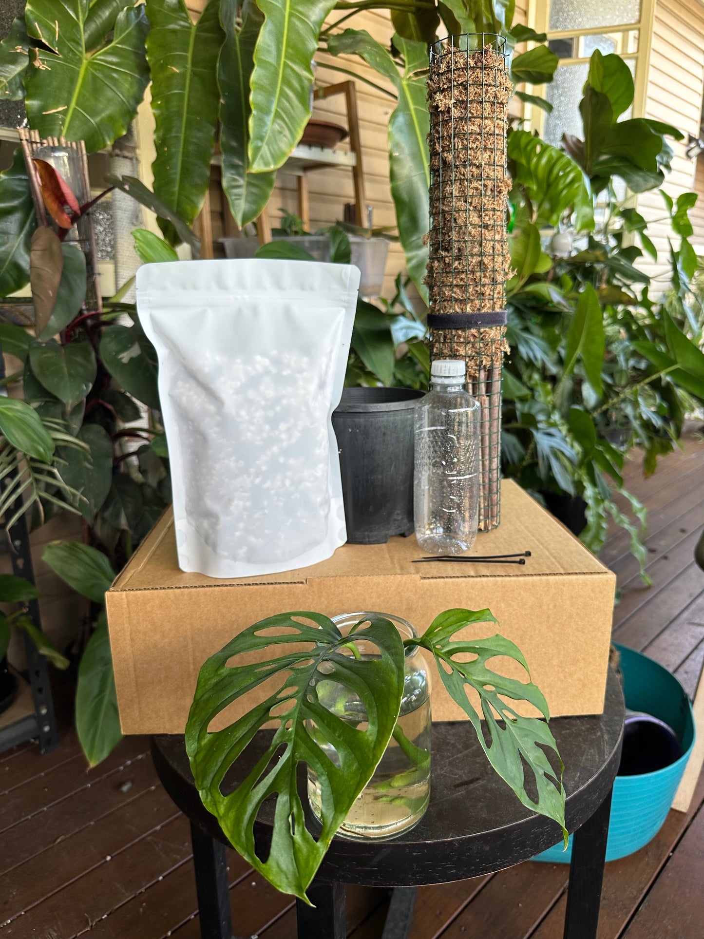 Large DIY Plant Box w/Moss Pole and Cuttings