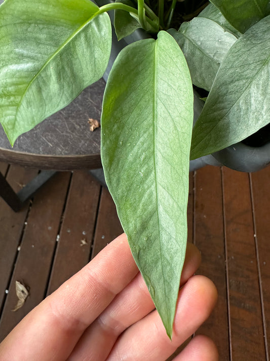 Epipremnum Cebu Blue Cuttings