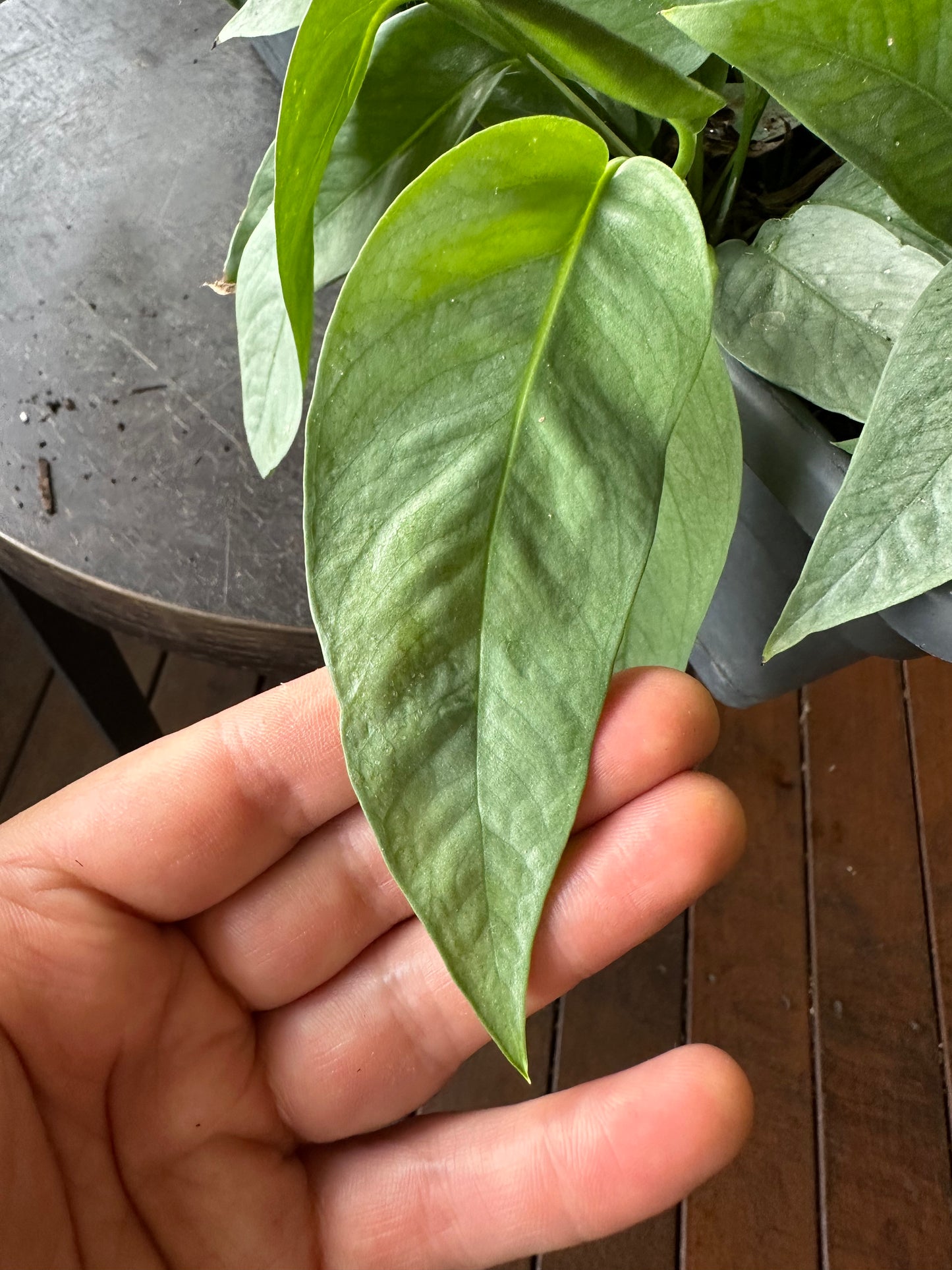 Epipremnum Cebu Blue Cuttings