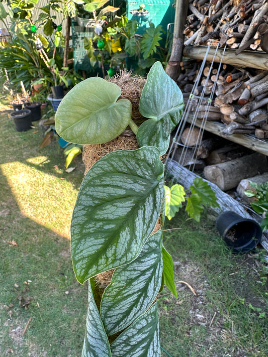 Monstera Dubia Cuttings