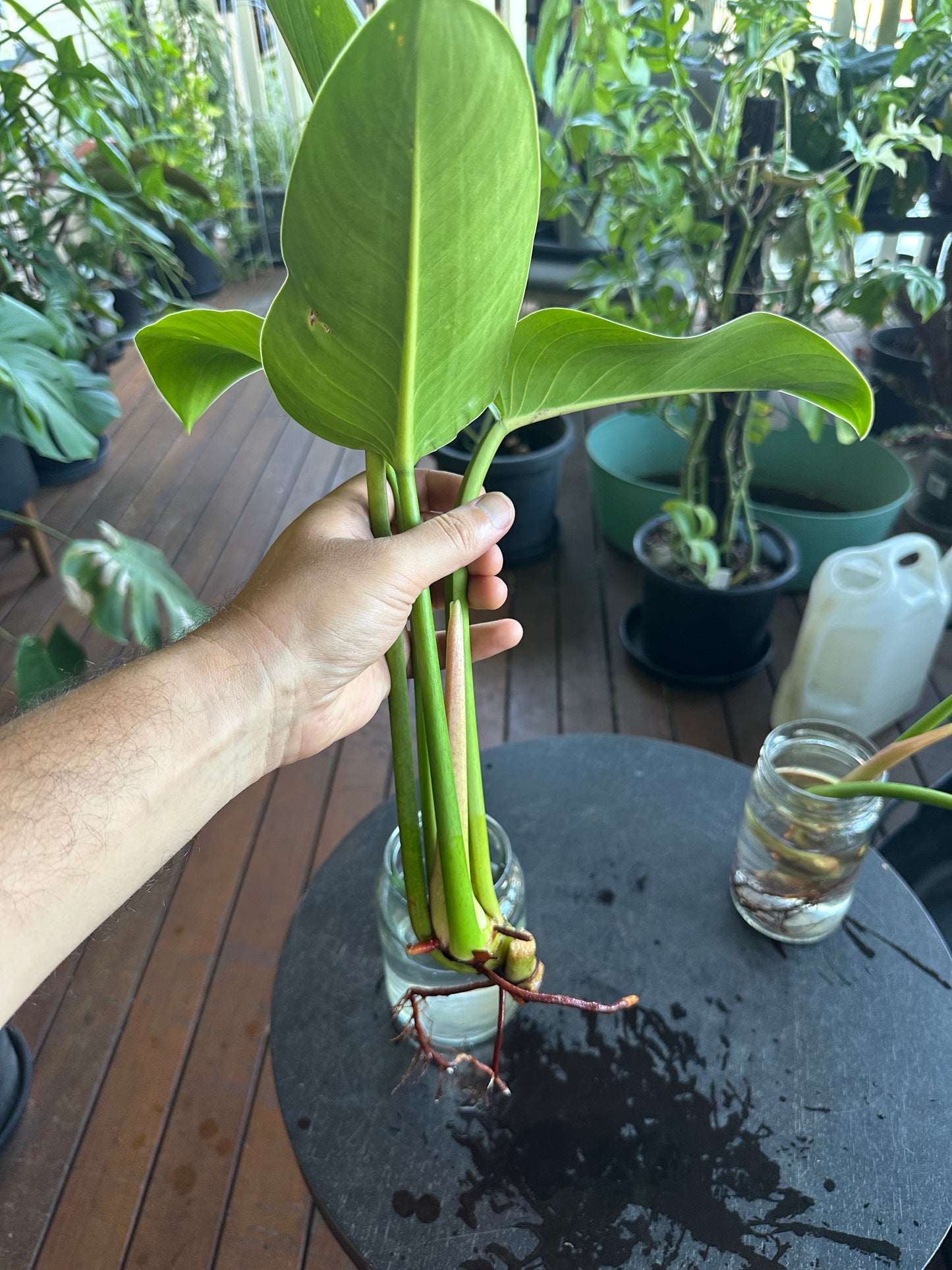 Philodendron Imperial Green