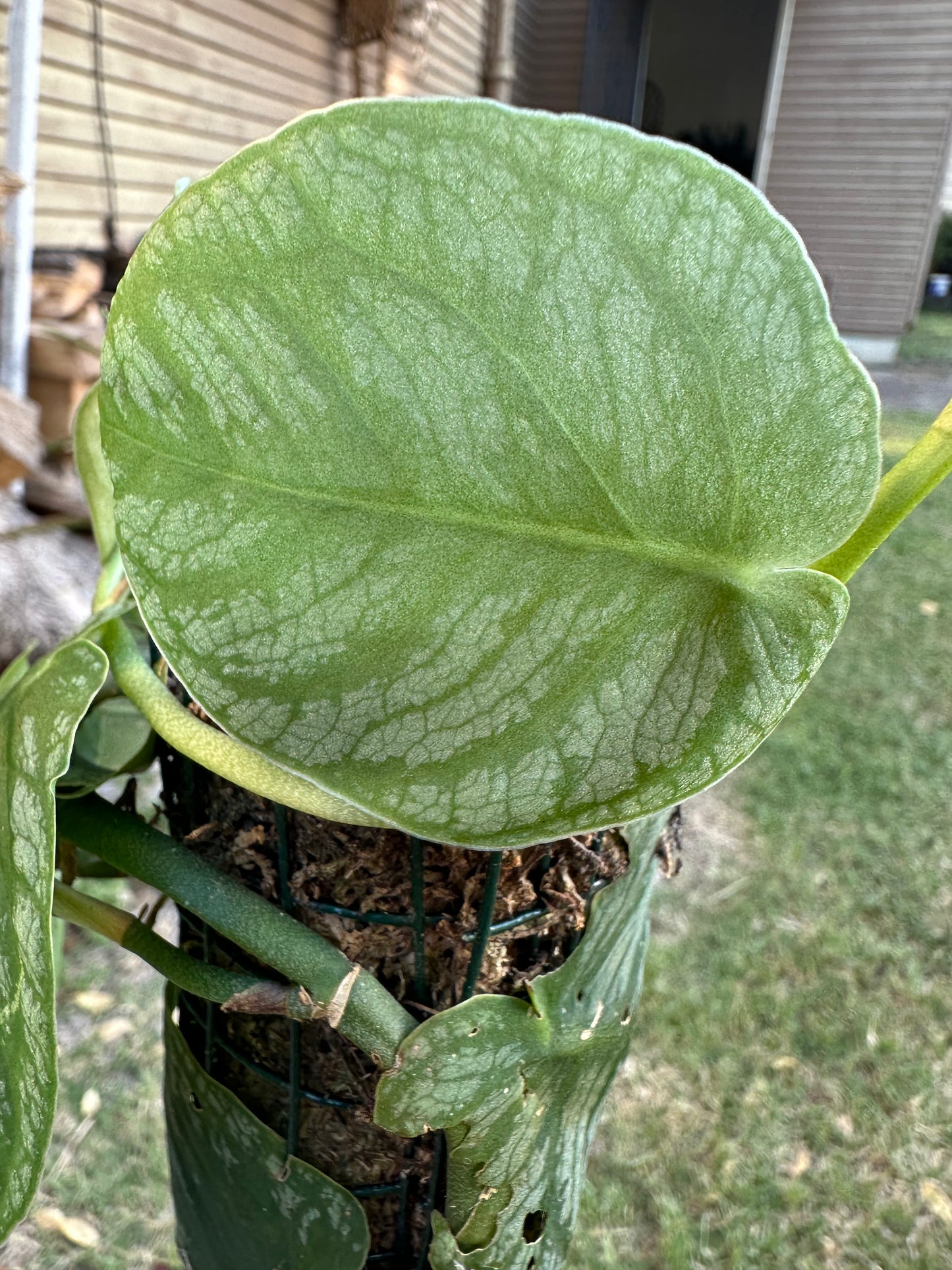 Monstera Dubia Cuttings