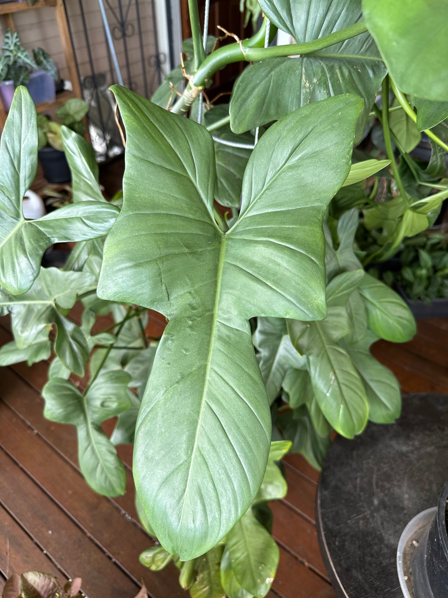 Philodendron Bipennifolium Cuttings