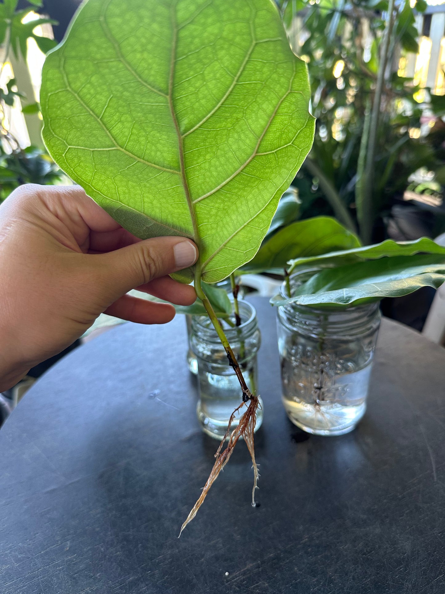 Fiddle Leaf Fig / Ficus Lyrata Cuttings