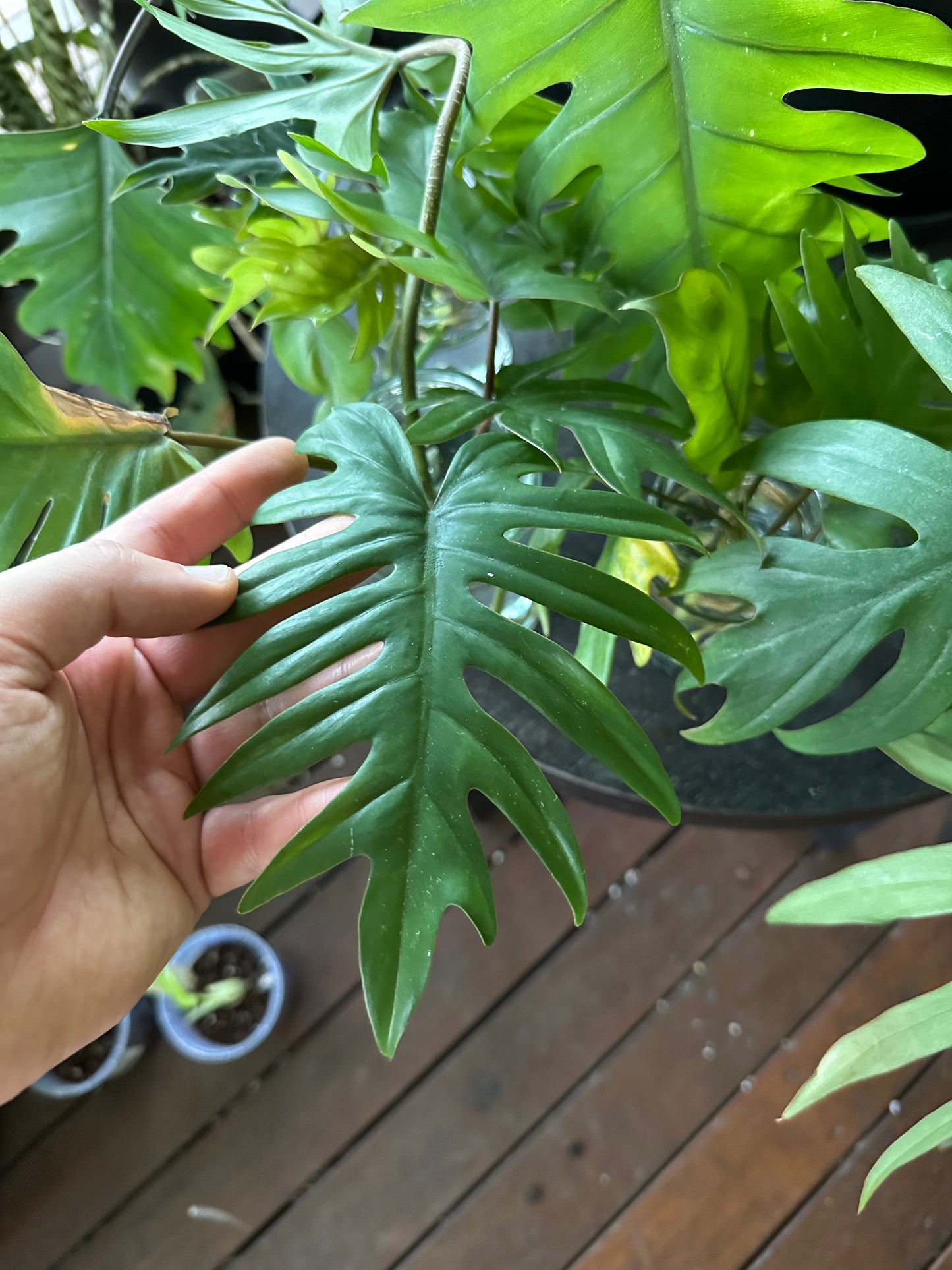 Philodendron Mayoi 'Tahiti' Cuttings