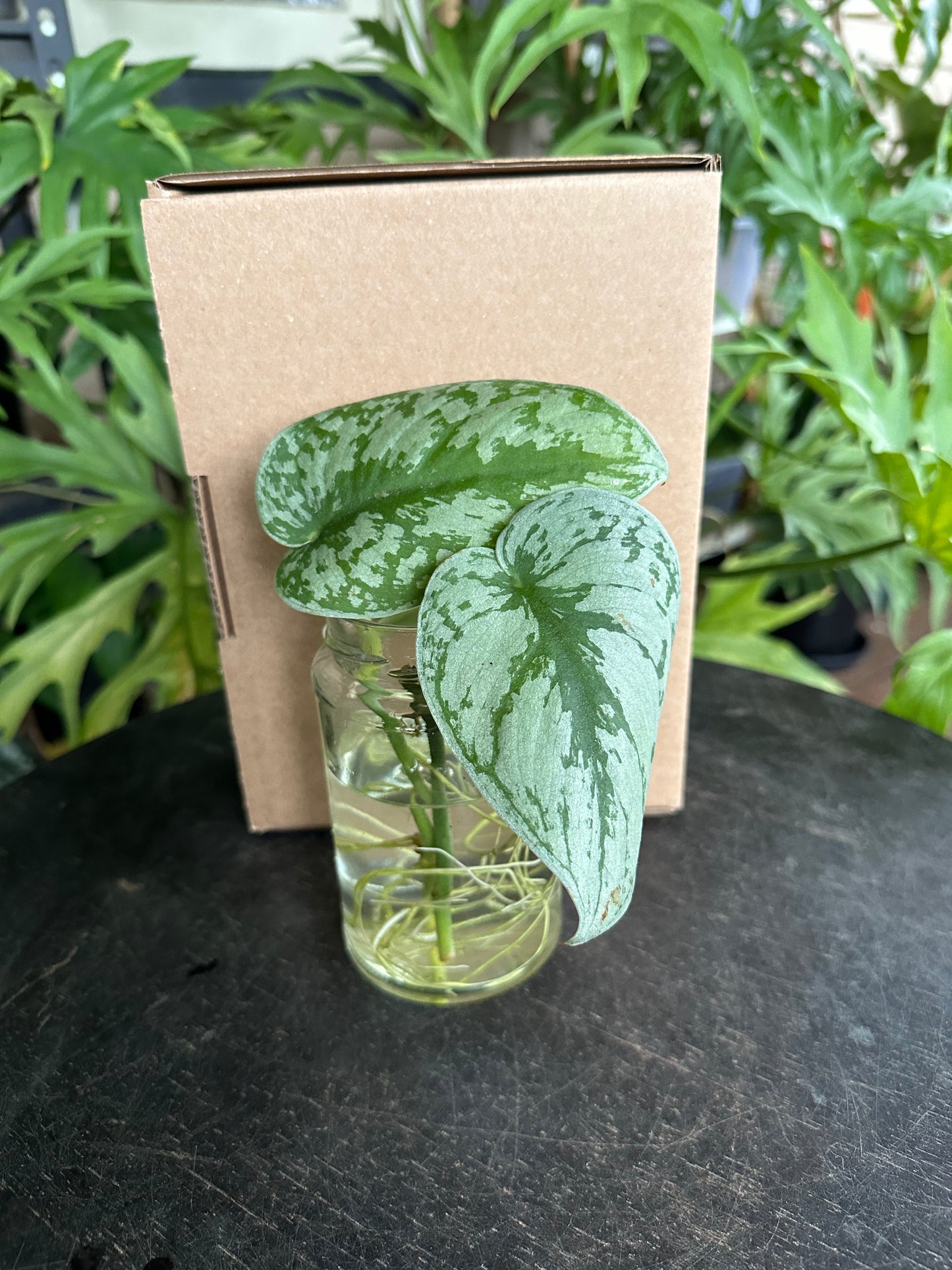 Small DIY Plant Box w/Cuttings Only