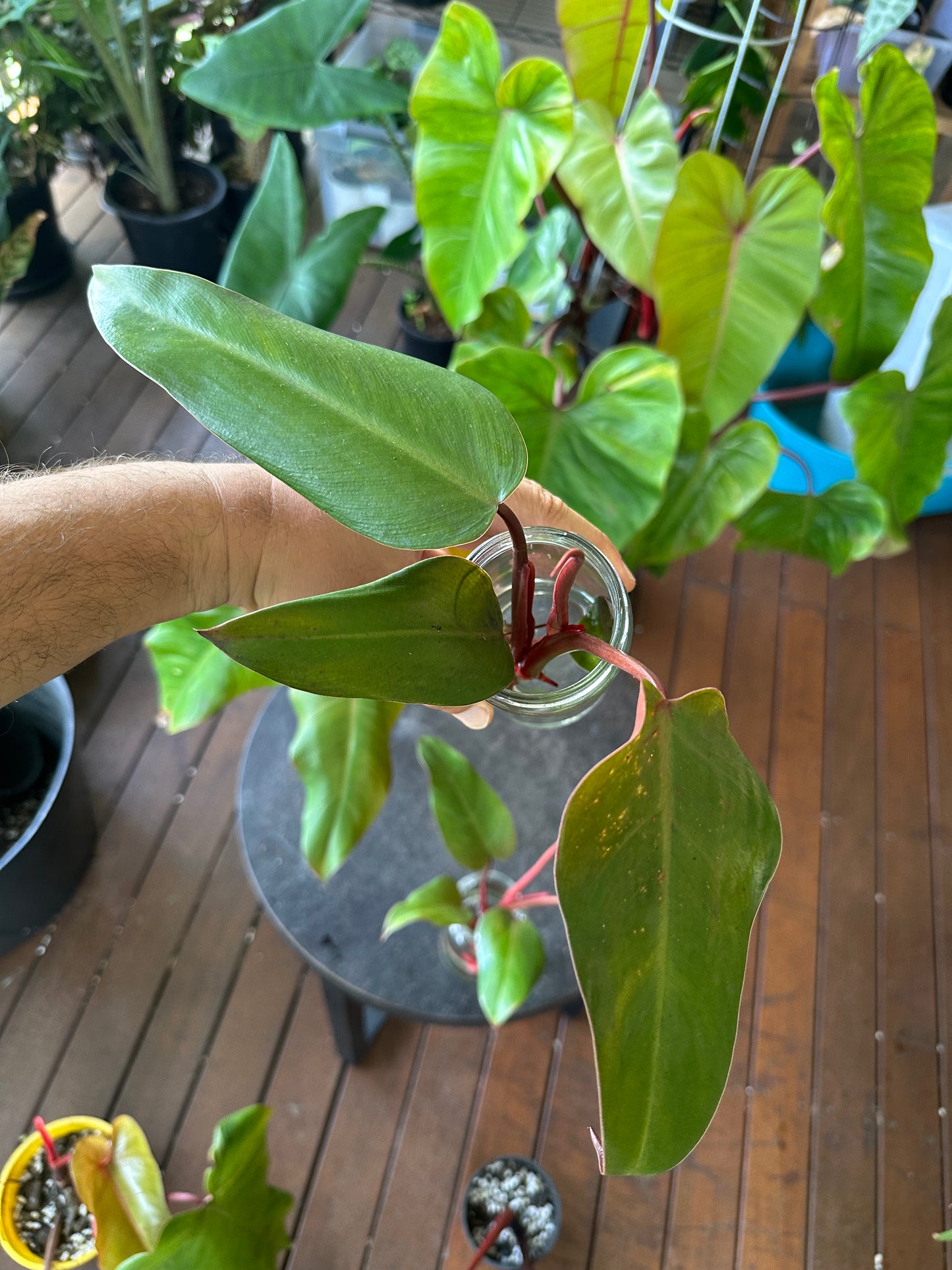 Philodendron Emerald Red — Cuttings (Water & Dirt Propagated Available)