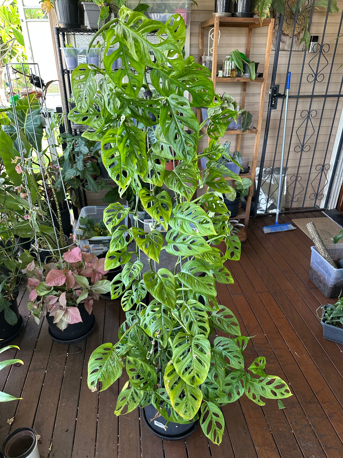 Monstera Adansonii Cuttings