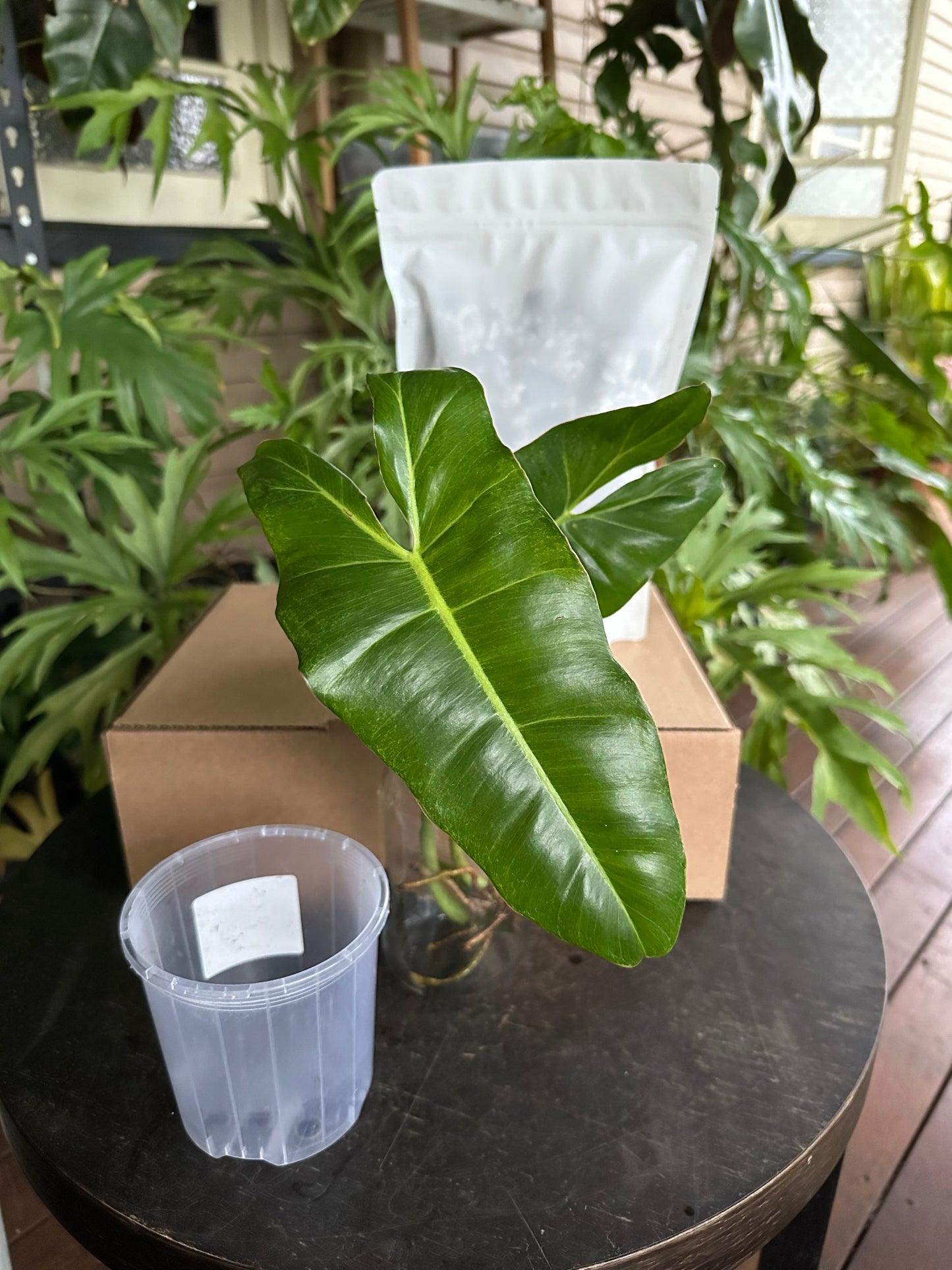 Medium Starter Kit DIY Propagation Box