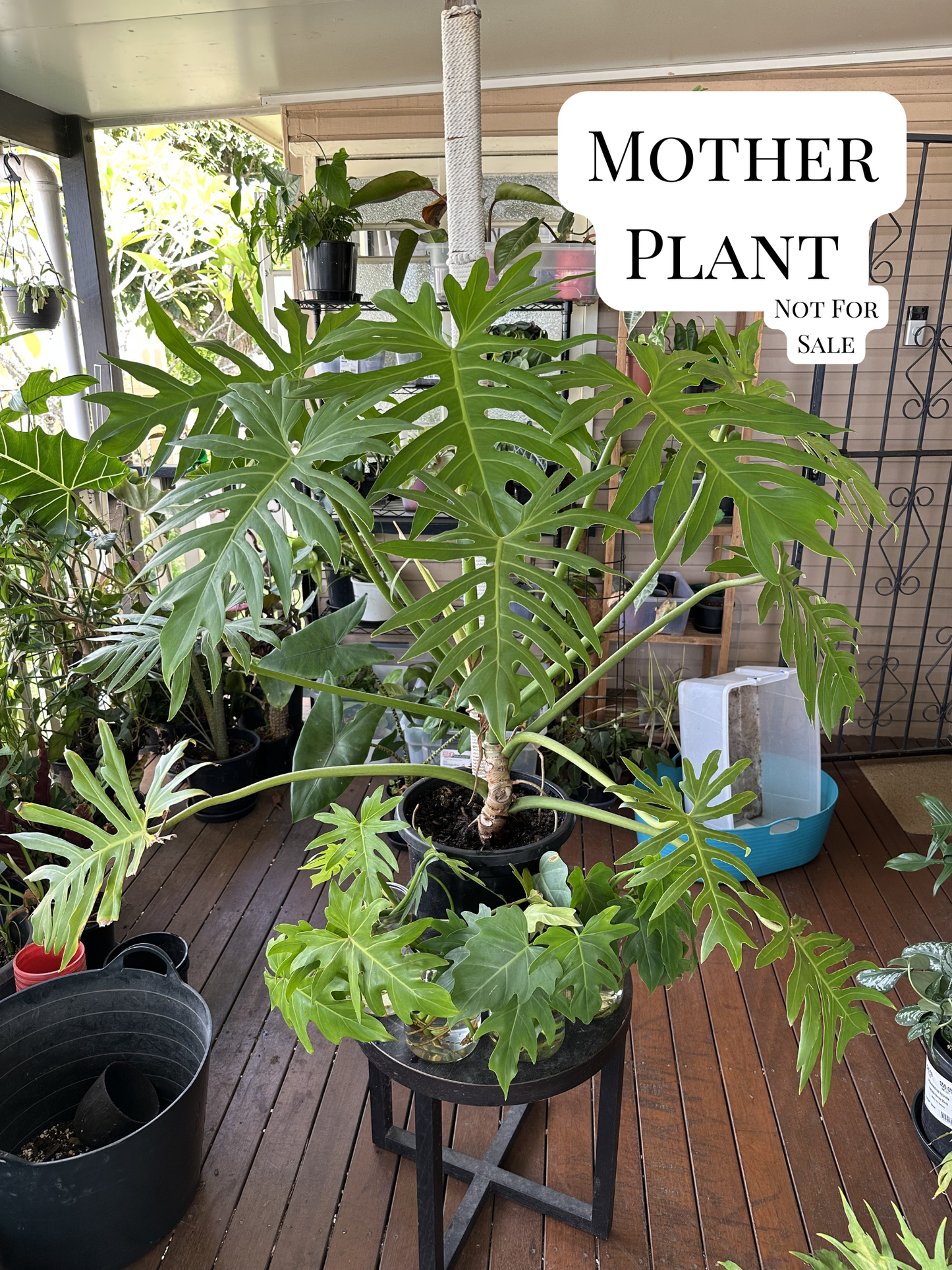 Philodendron Radiatum — Water Propagated Cuttings