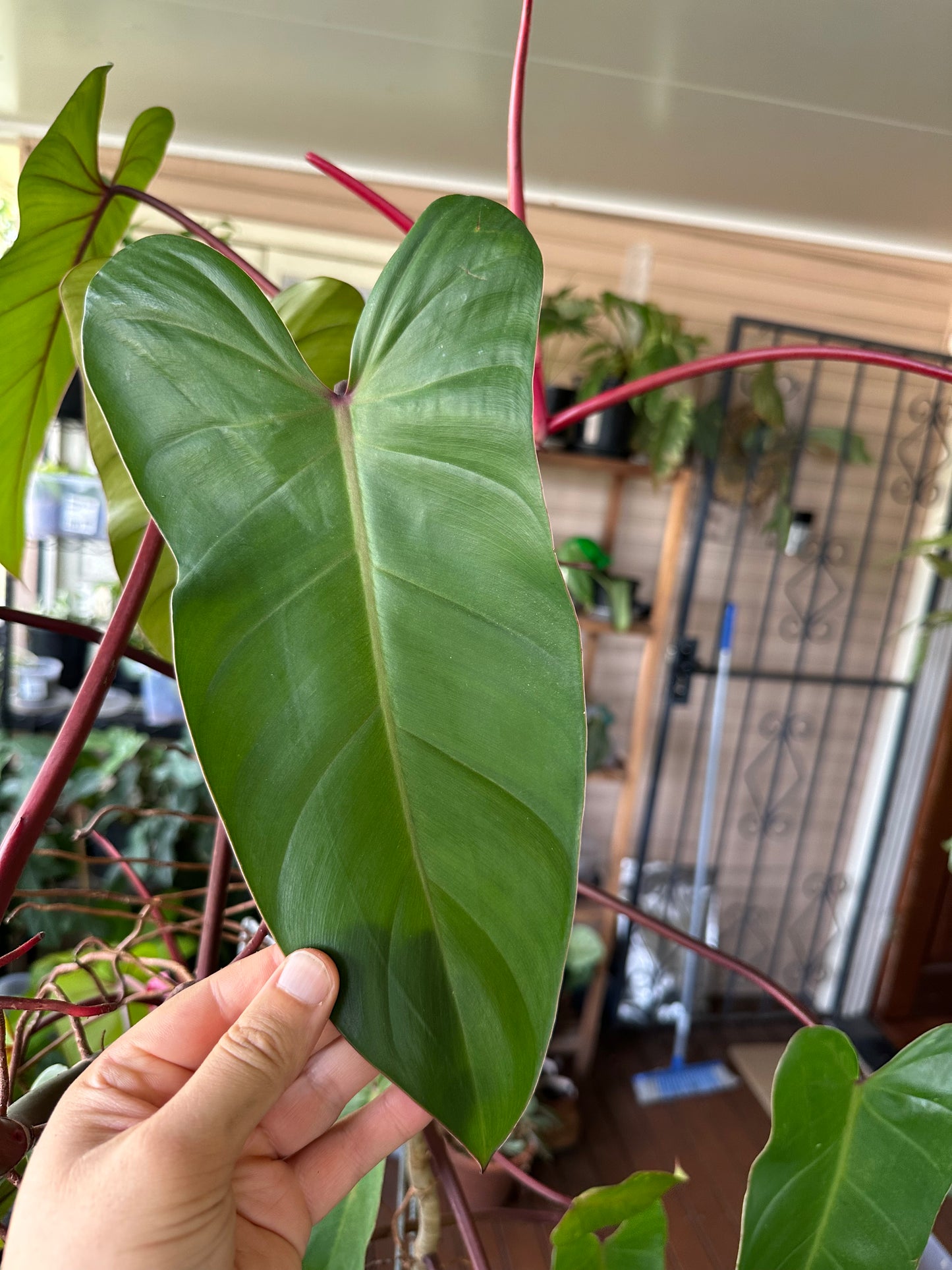 Philodendron Red Wing Cuttings