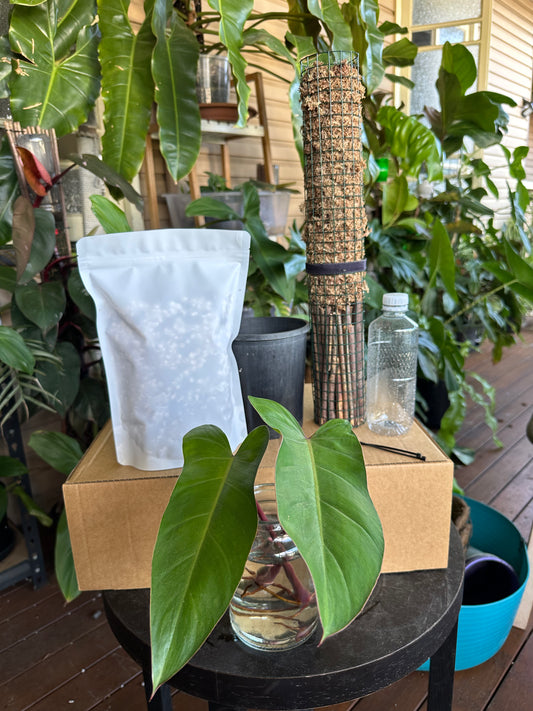 Large DIY Plant Box w/Moss Pole and Cuttings