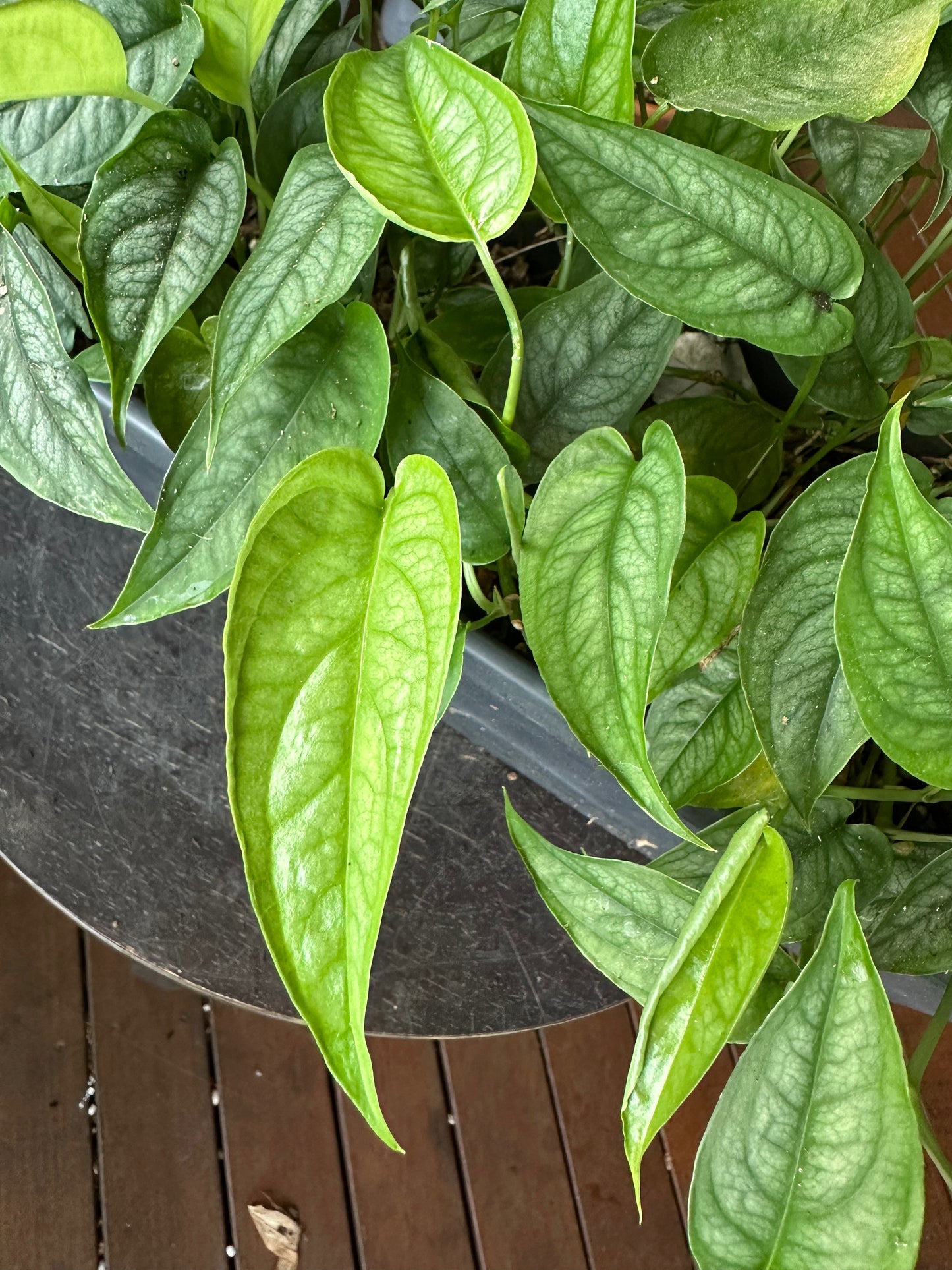 Monstera Siltepecana Cuttings