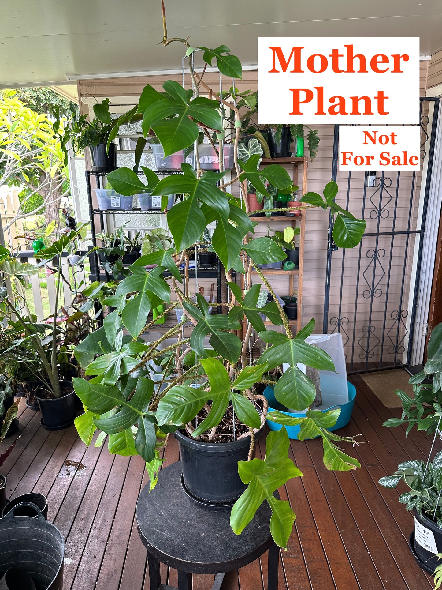 Philodendron Squamiferum — Dirt Propagated Cuttings (Potted)