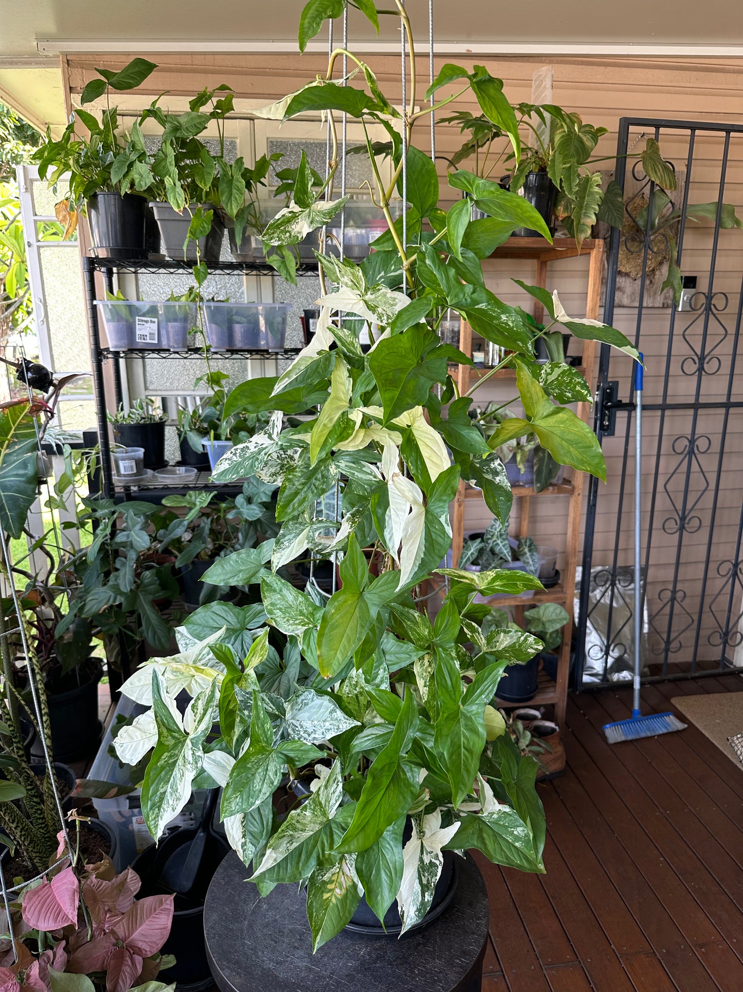 Syngonium Fantasy Cuttings