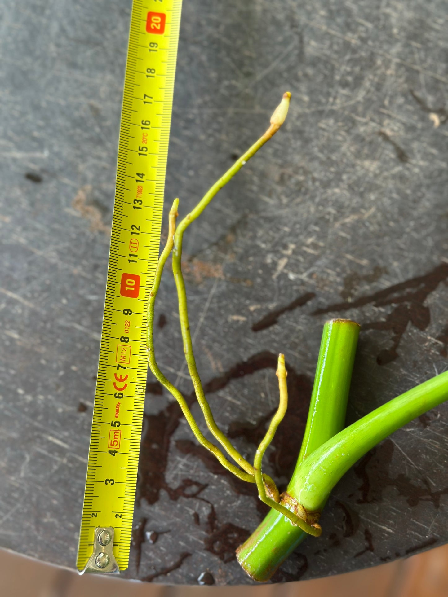 Philodendron Lacerum Cuttings