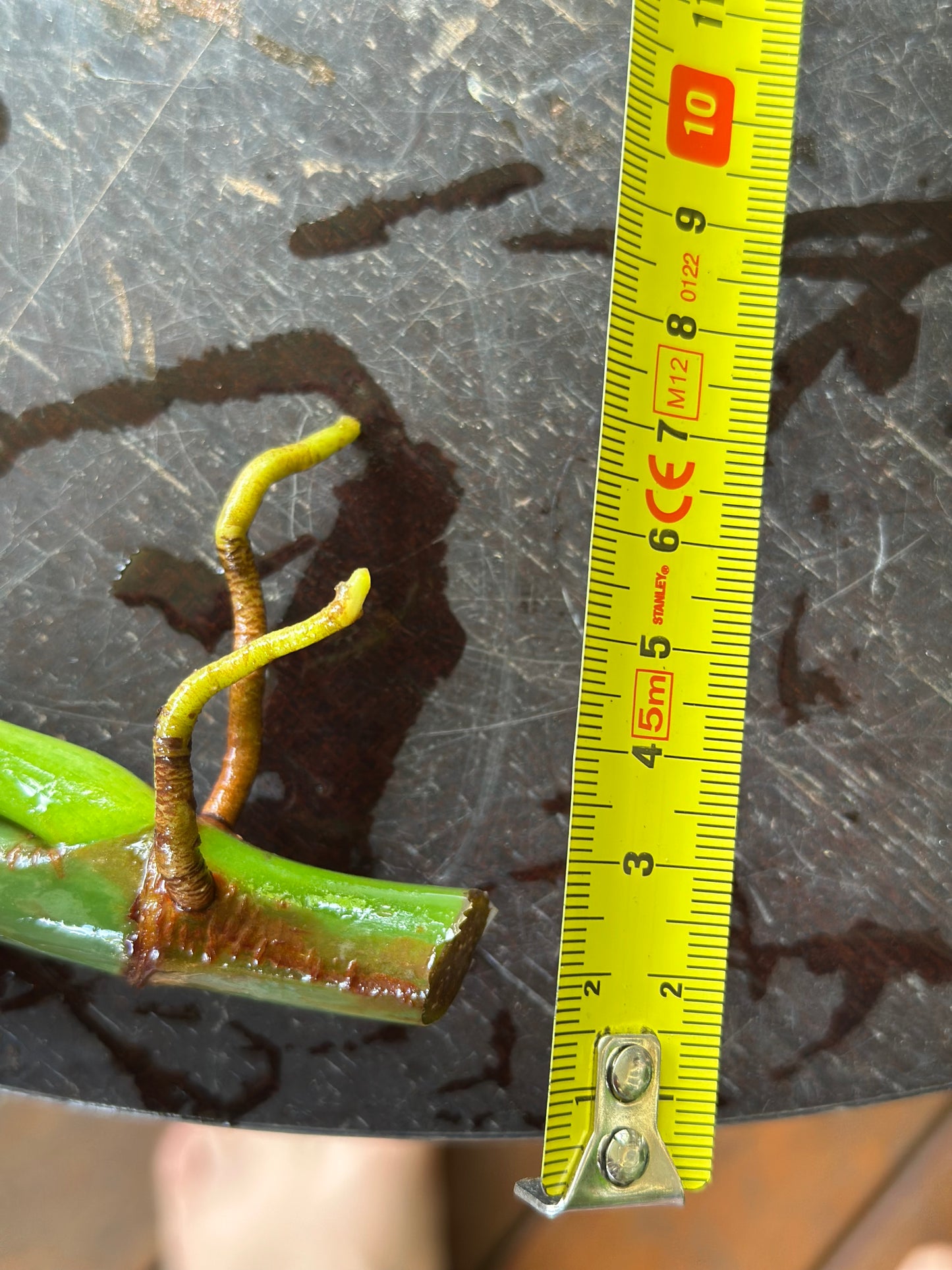 Philodendron Lacerum Cuttings