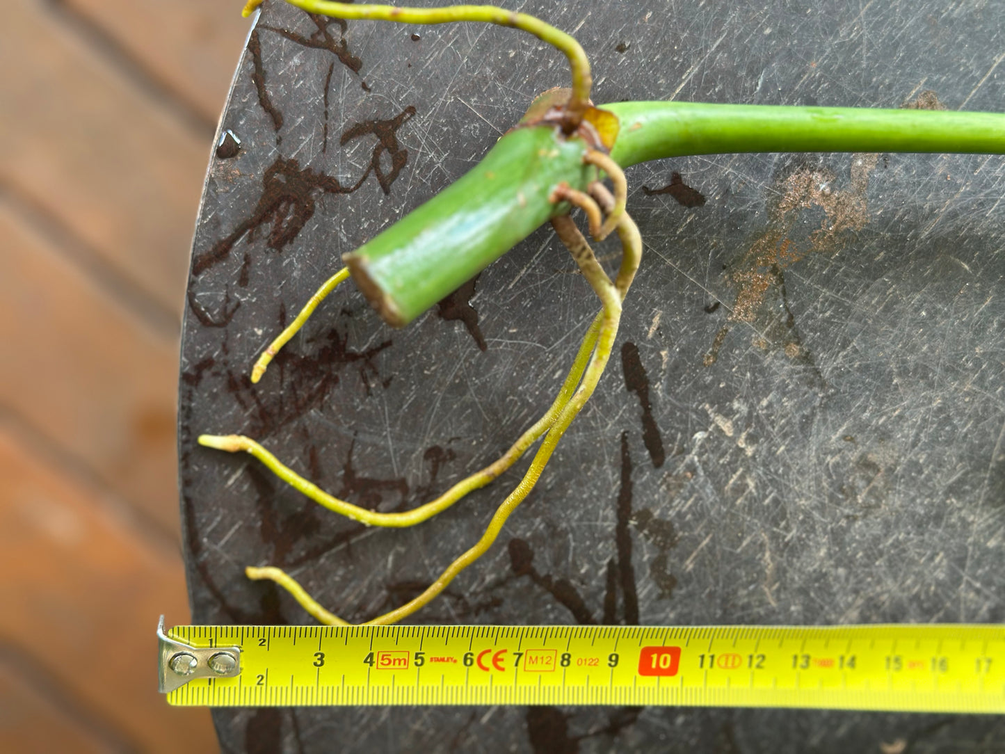 Philodendron Lacerum Cuttings