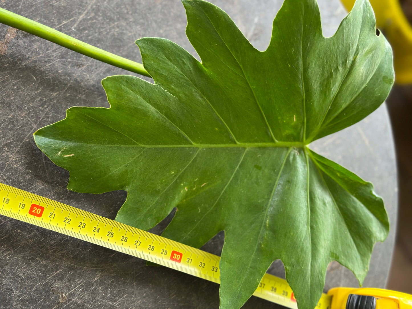 Philodendron Lacerum Cuttings