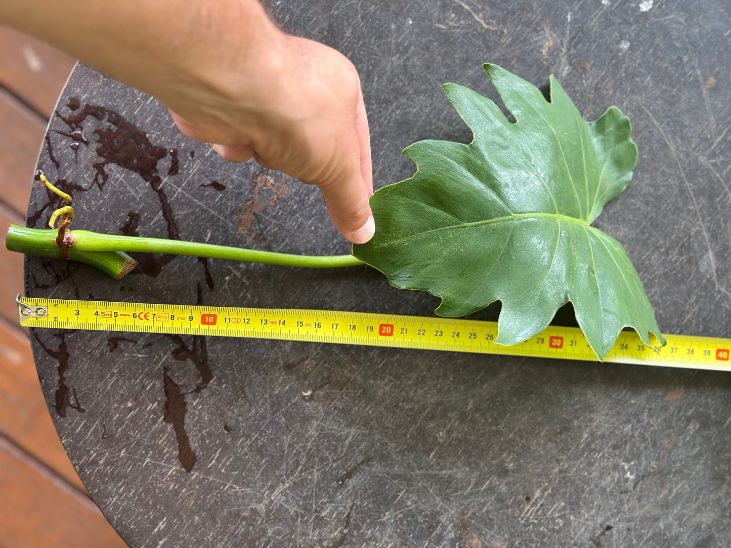 Philodendron Lacerum Cuttings