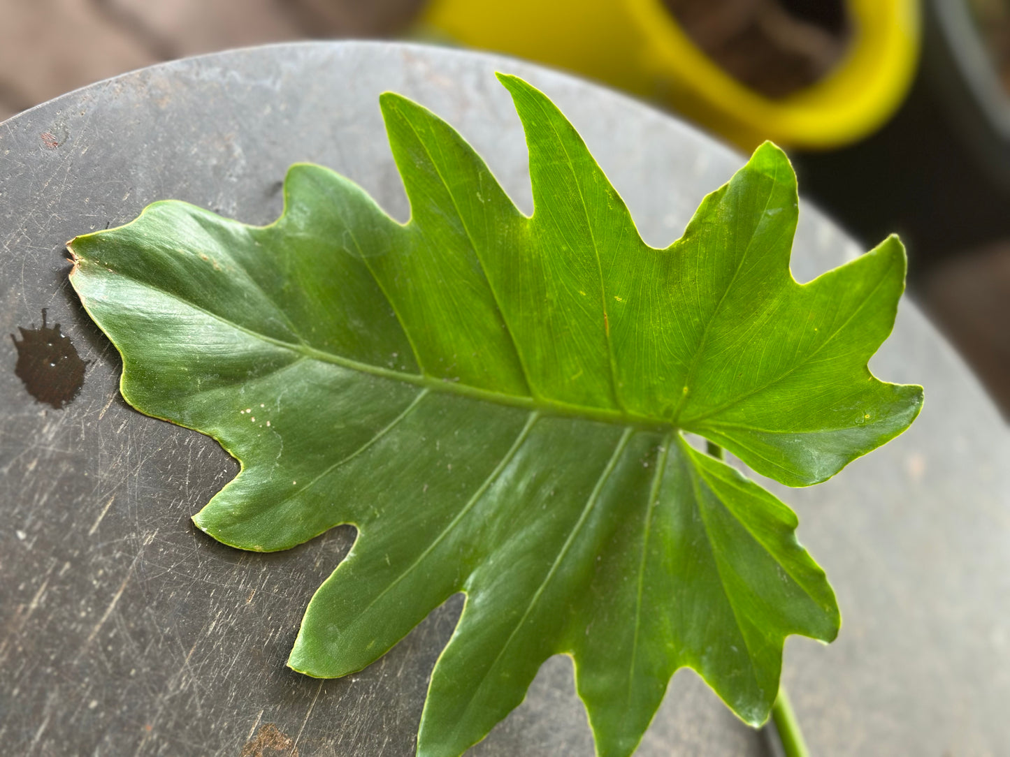 Philodendron Lacerum Cuttings