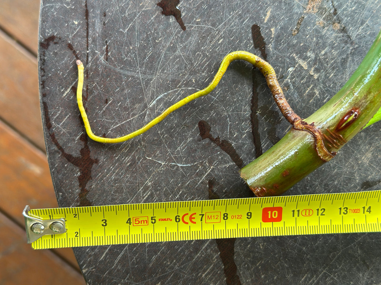 Philodendron Lacerum Cuttings