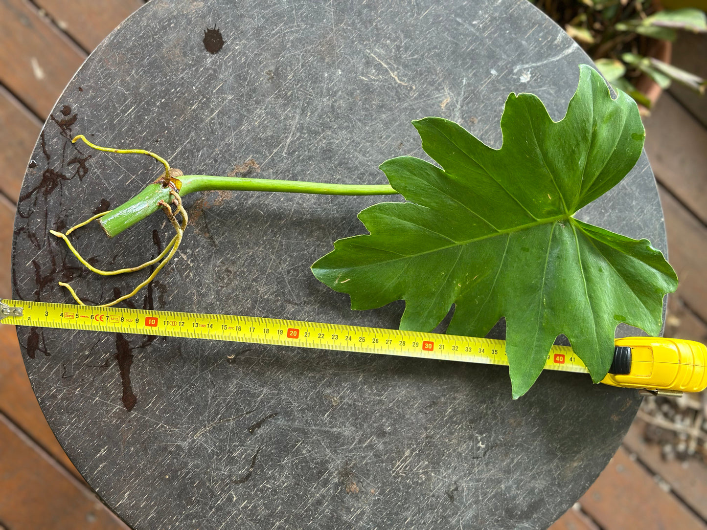 Philodendron Lacerum Cuttings