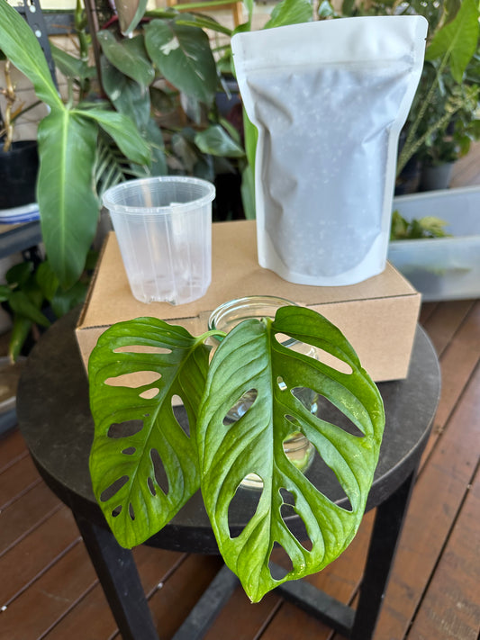 Medium Starter Kit DIY Propagation Box