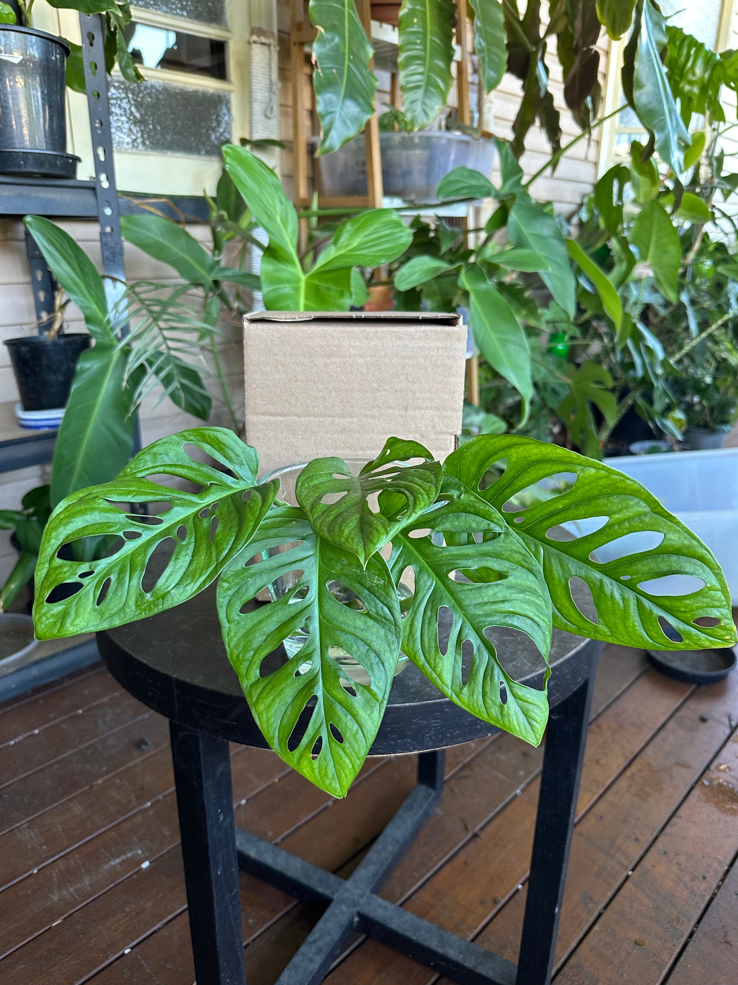Small DIY Plant Box w/Cuttings Only