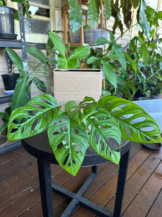 Small DIY Plant Box w/Cuttings Only