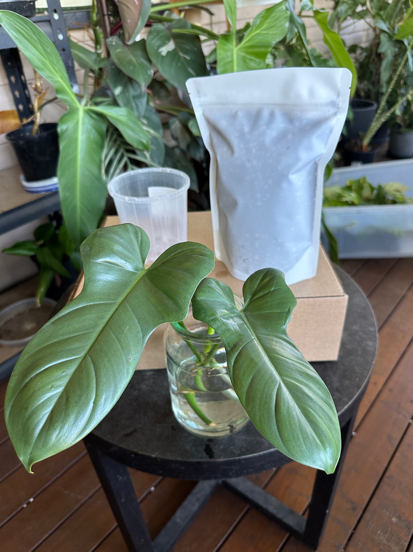 Medium Starter Kit DIY Propagation Box