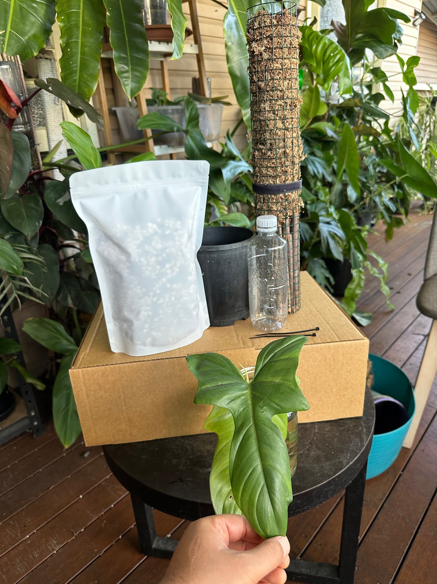 Large DIY Plant Box w/Moss Pole and Cuttings