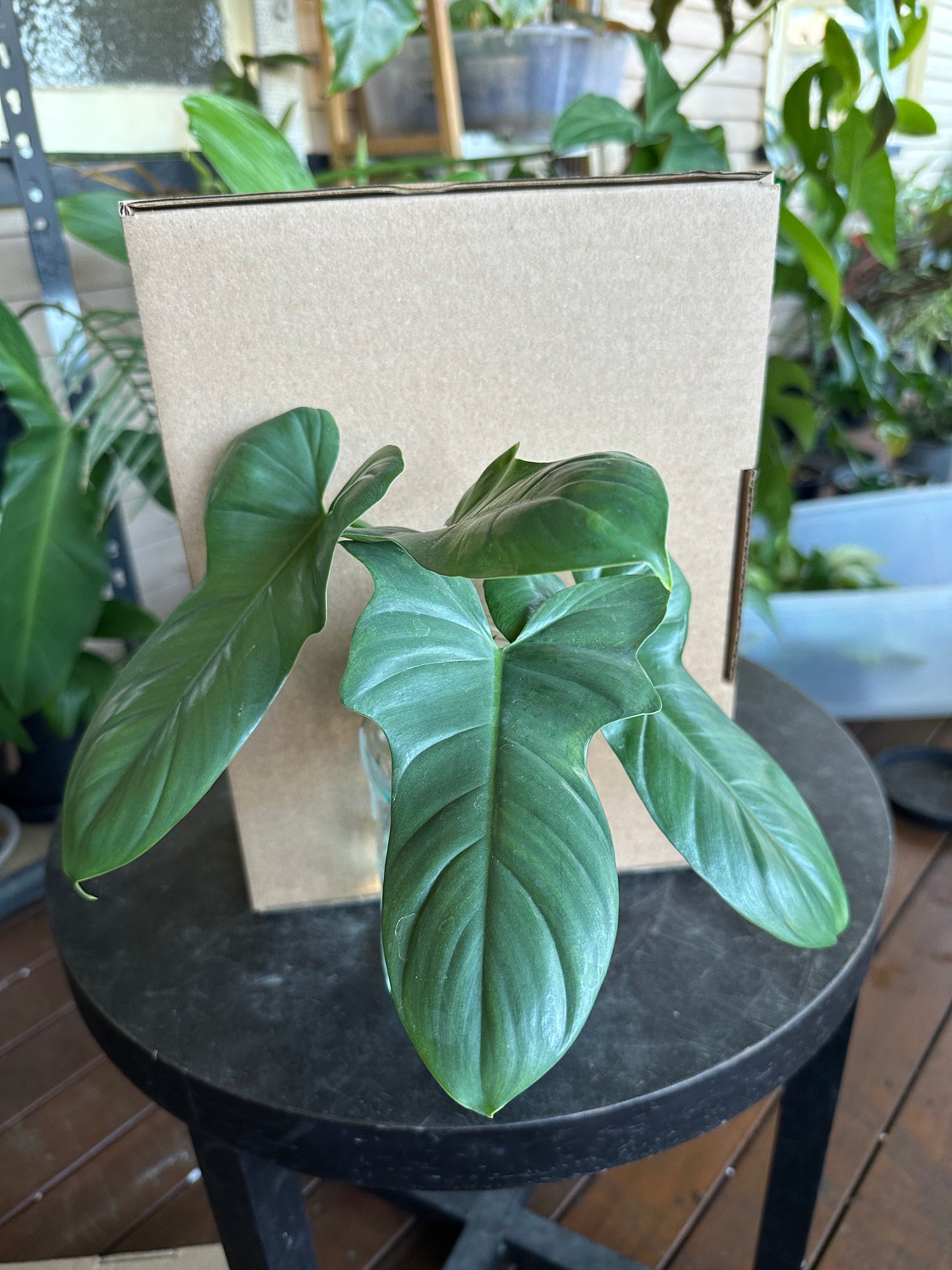 Small DIY Plant Box w/Cuttings Only