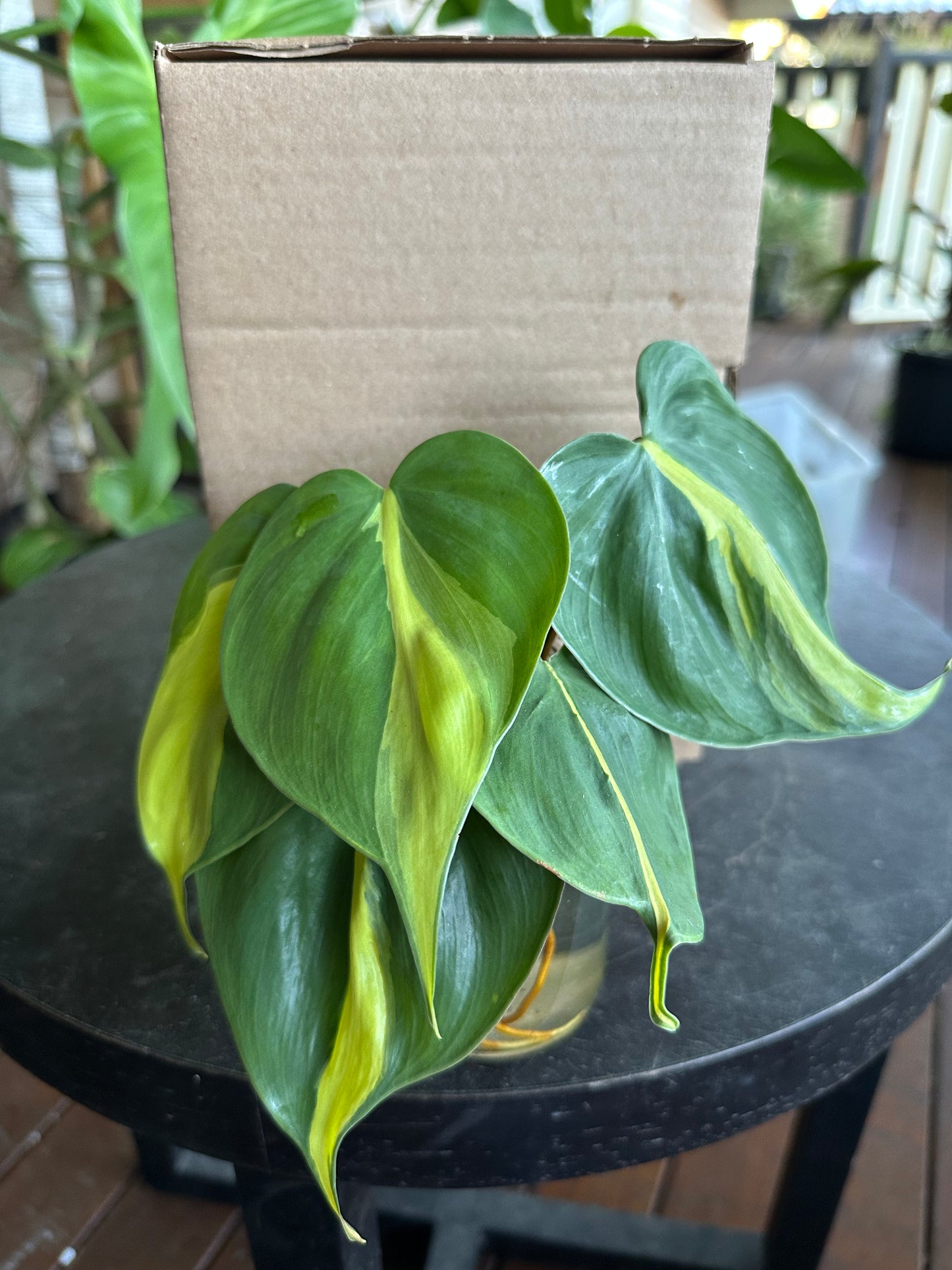 Small DIY Plant Box w/Cuttings Only