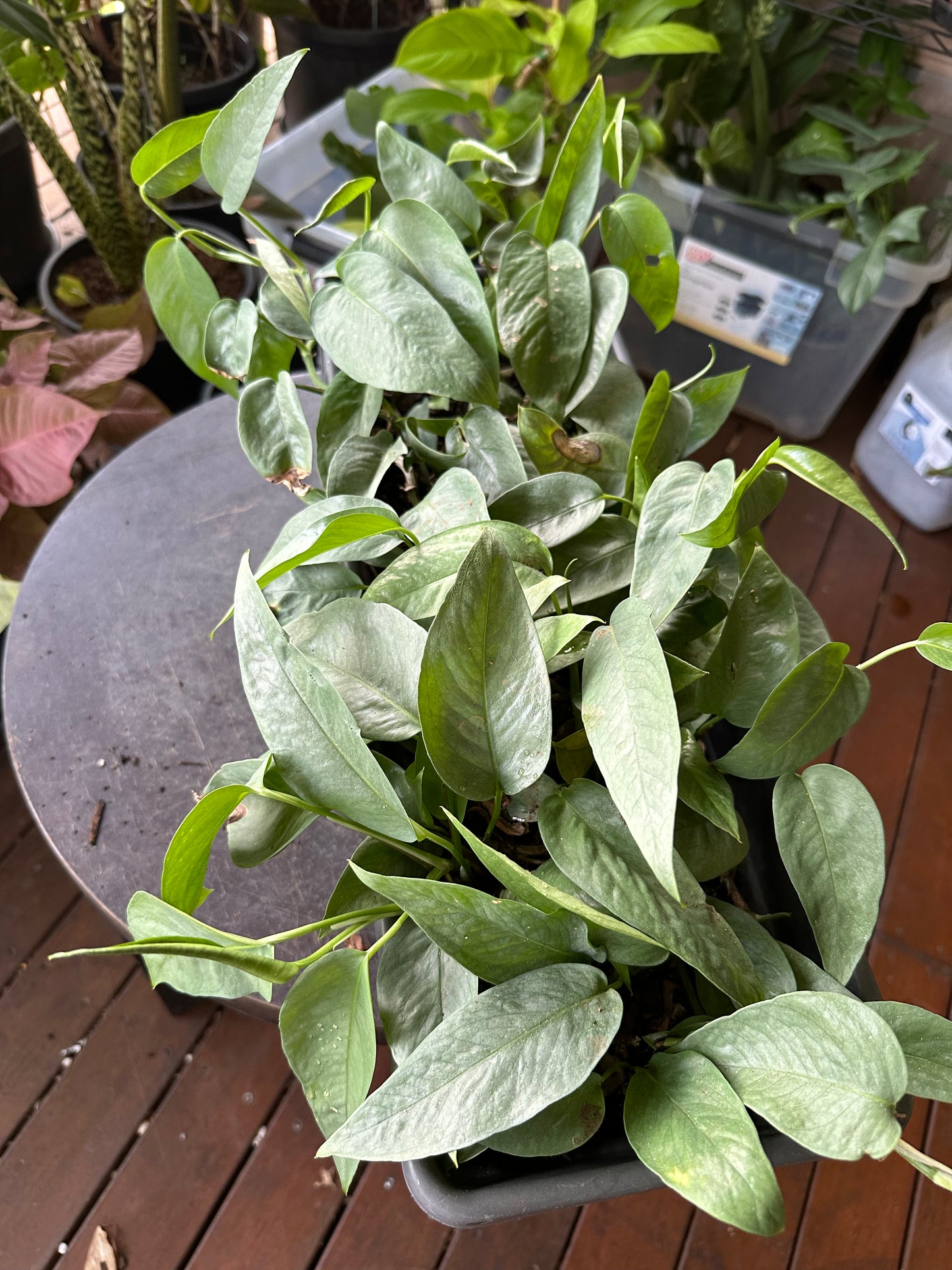 Epipremnum Cebu Blue Cuttings