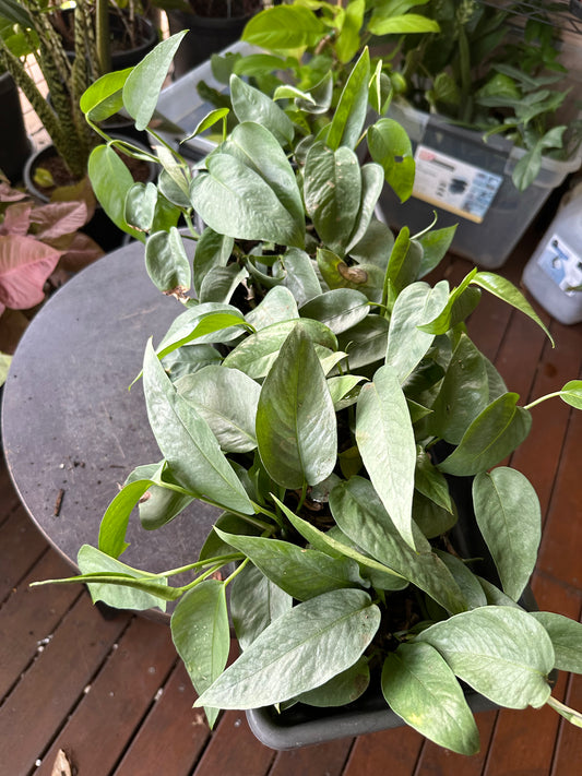 Epipremnum Cebu Blue Cuttings