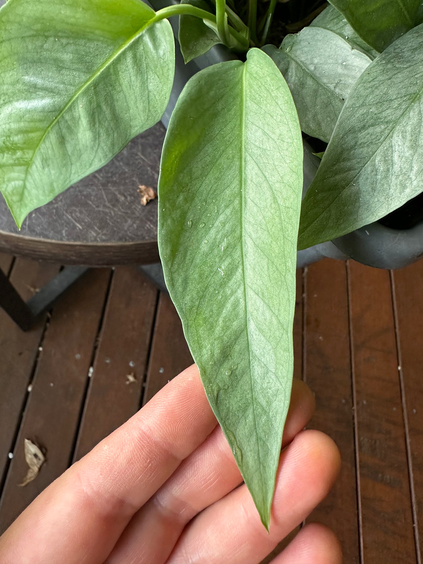 Epipremnum Cebu Blue Cuttings