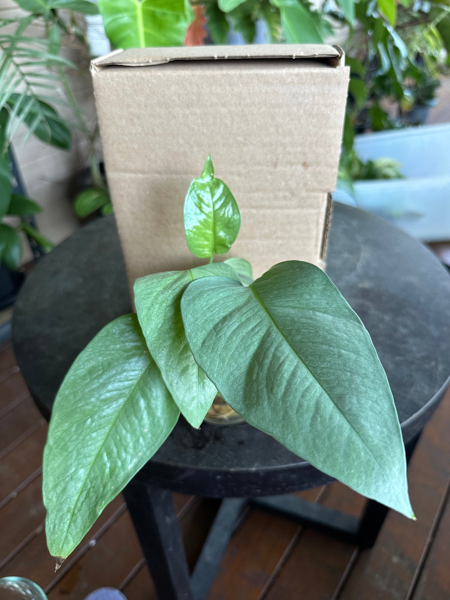 Small DIY Plant Box w/Cuttings Only