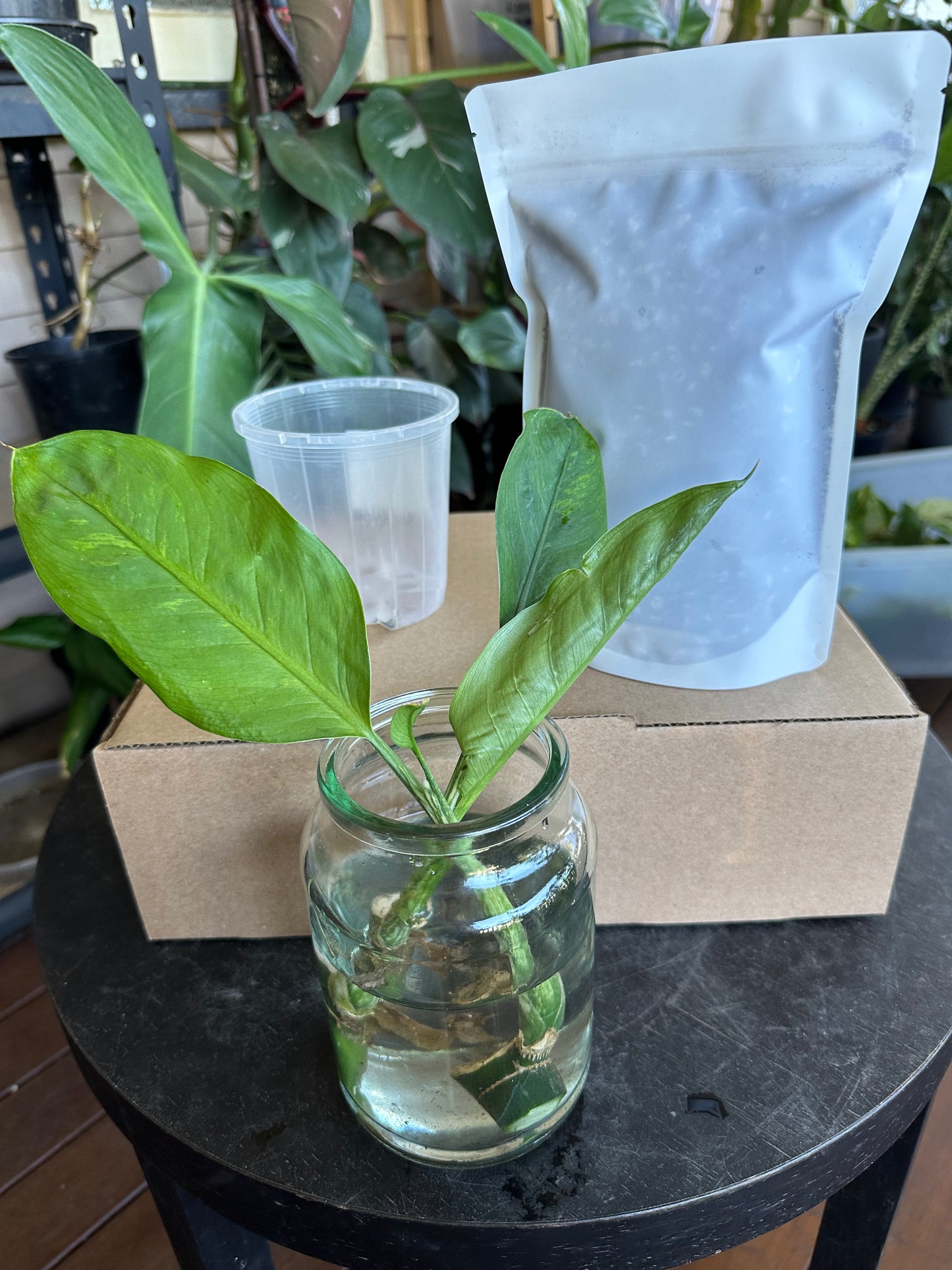 Medium Starter Kit DIY Propagation Box