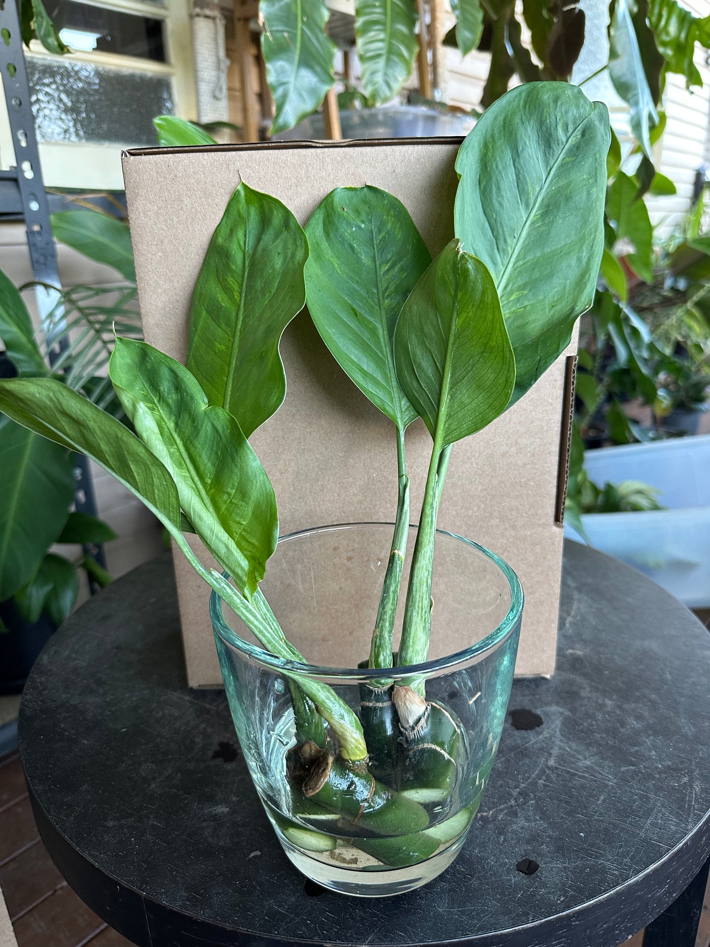 Small DIY Plant Box w/Cuttings Only