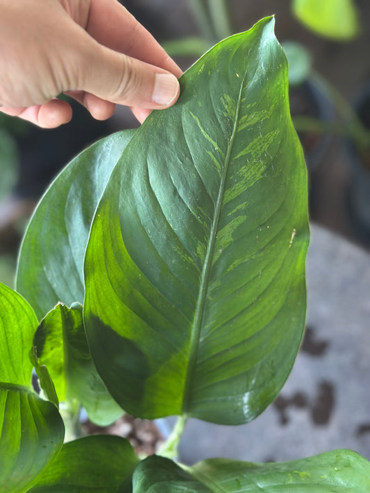 Dieffenbachia ‘Tropic Snow’ — Baby Plants in 10cm Pot