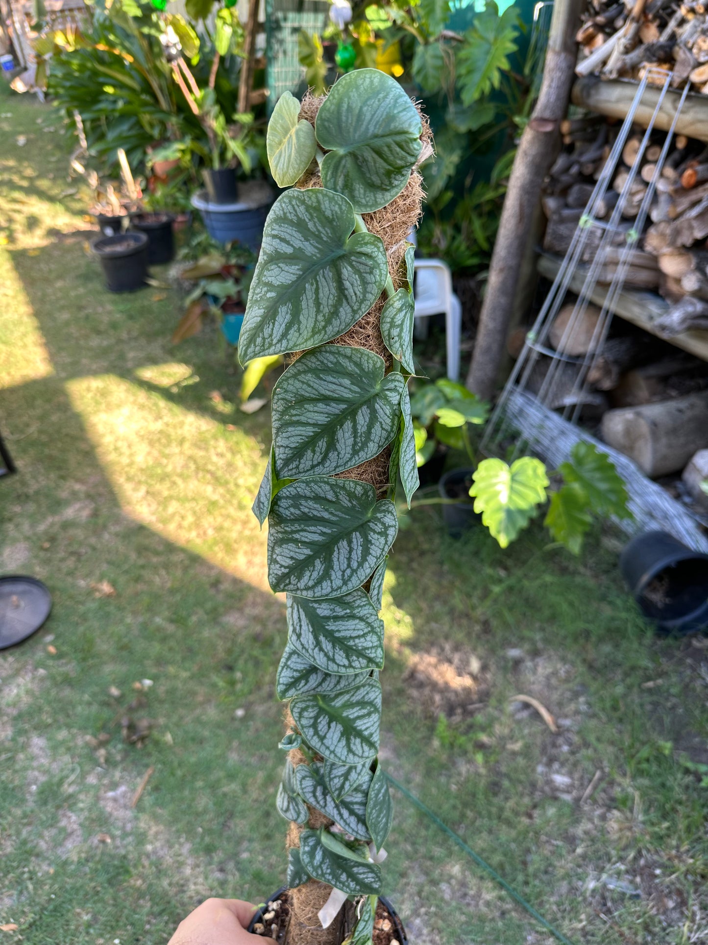 Monstera Dubia Cuttings