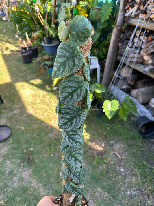 Monstera Dubia Cuttings