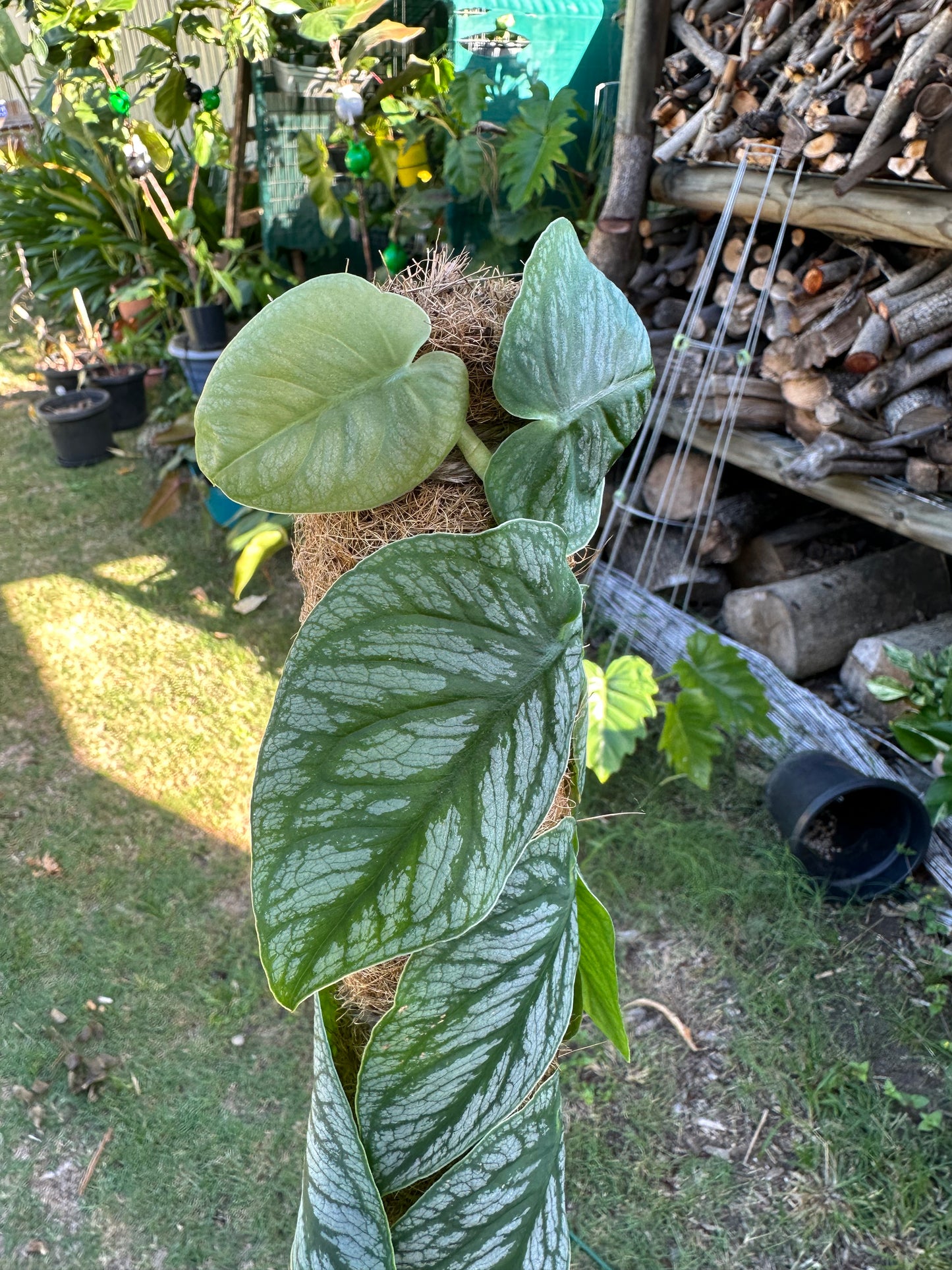 Monstera Dubia Cuttings