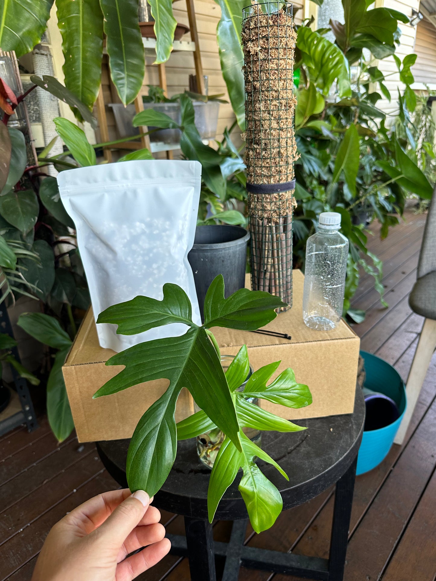 Large DIY Plant Box w/Moss Pole and Cuttings