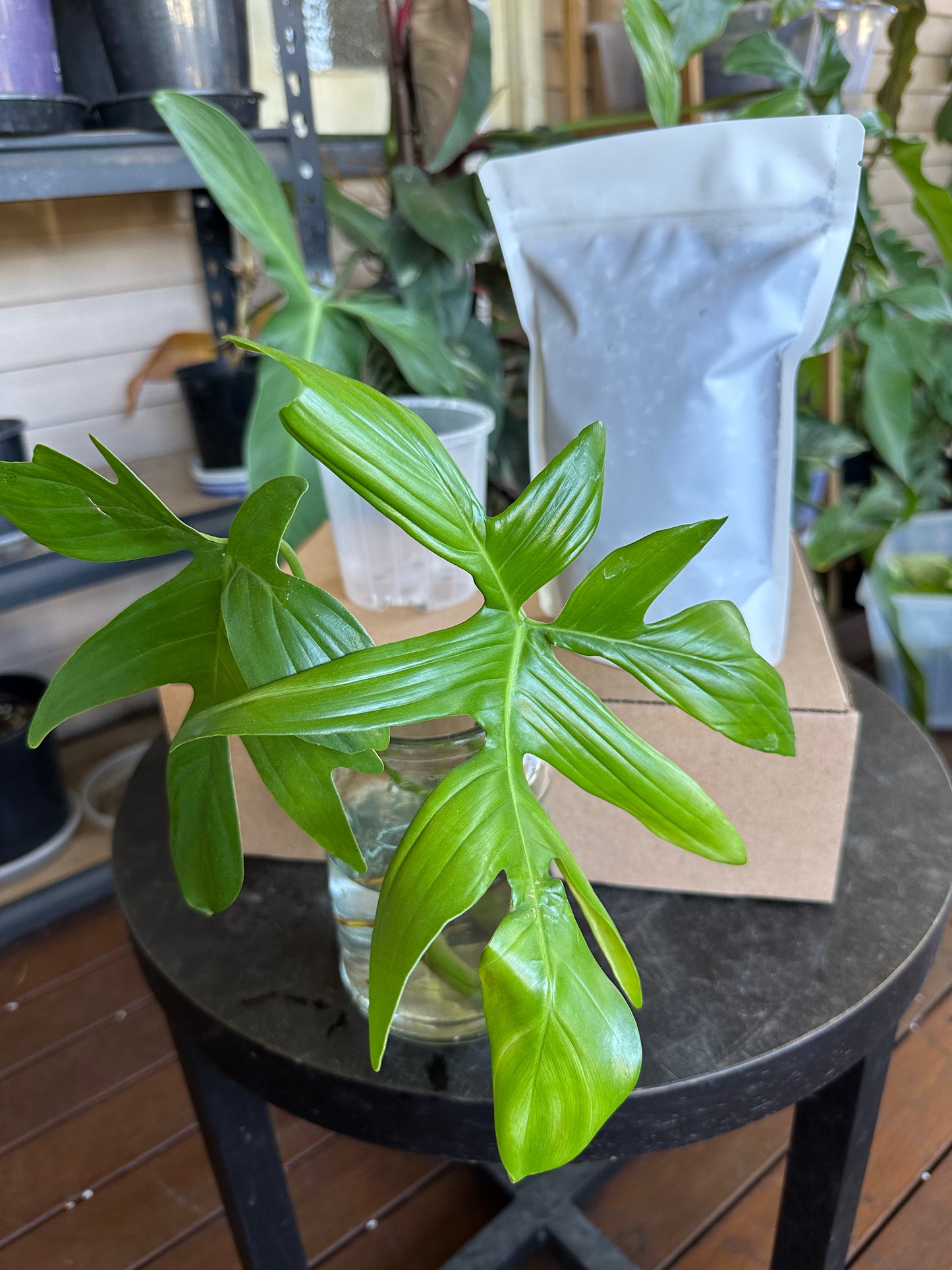 Medium Starter Kit DIY Propagation Box
