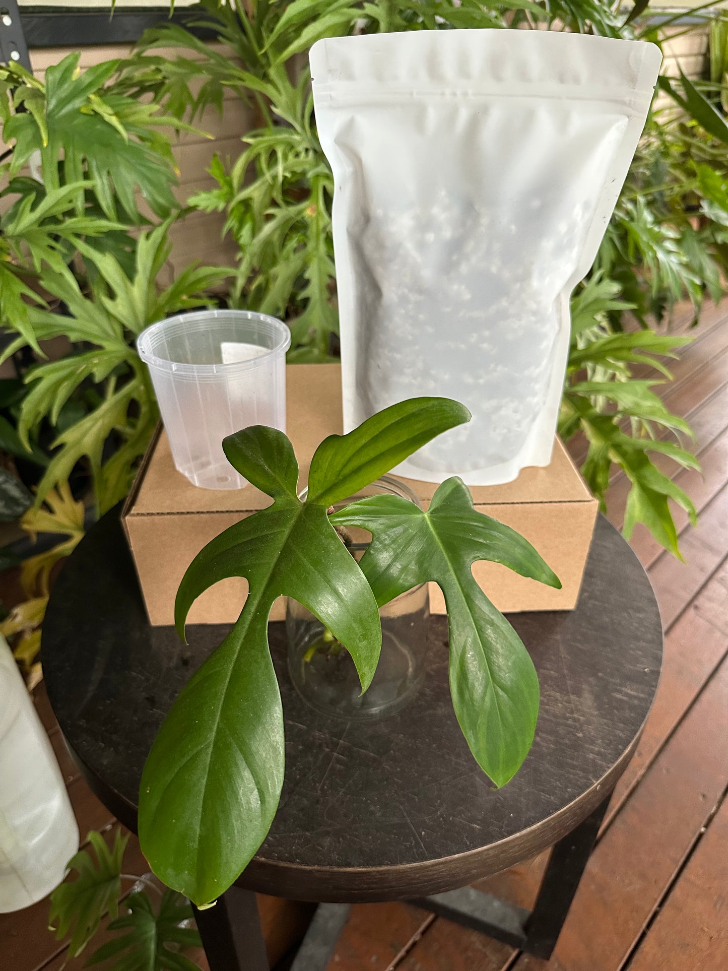 Medium Starter Kit DIY Propagation Box