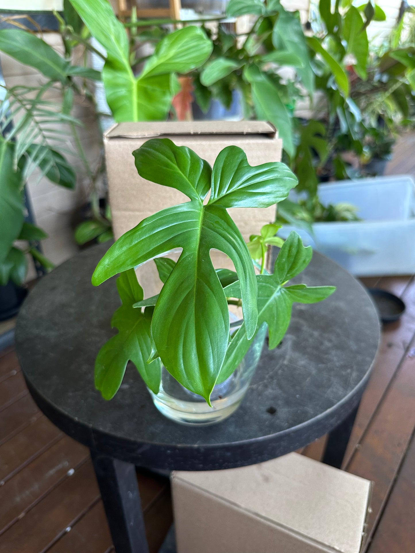Small DIY Plant Box w/Cuttings Only