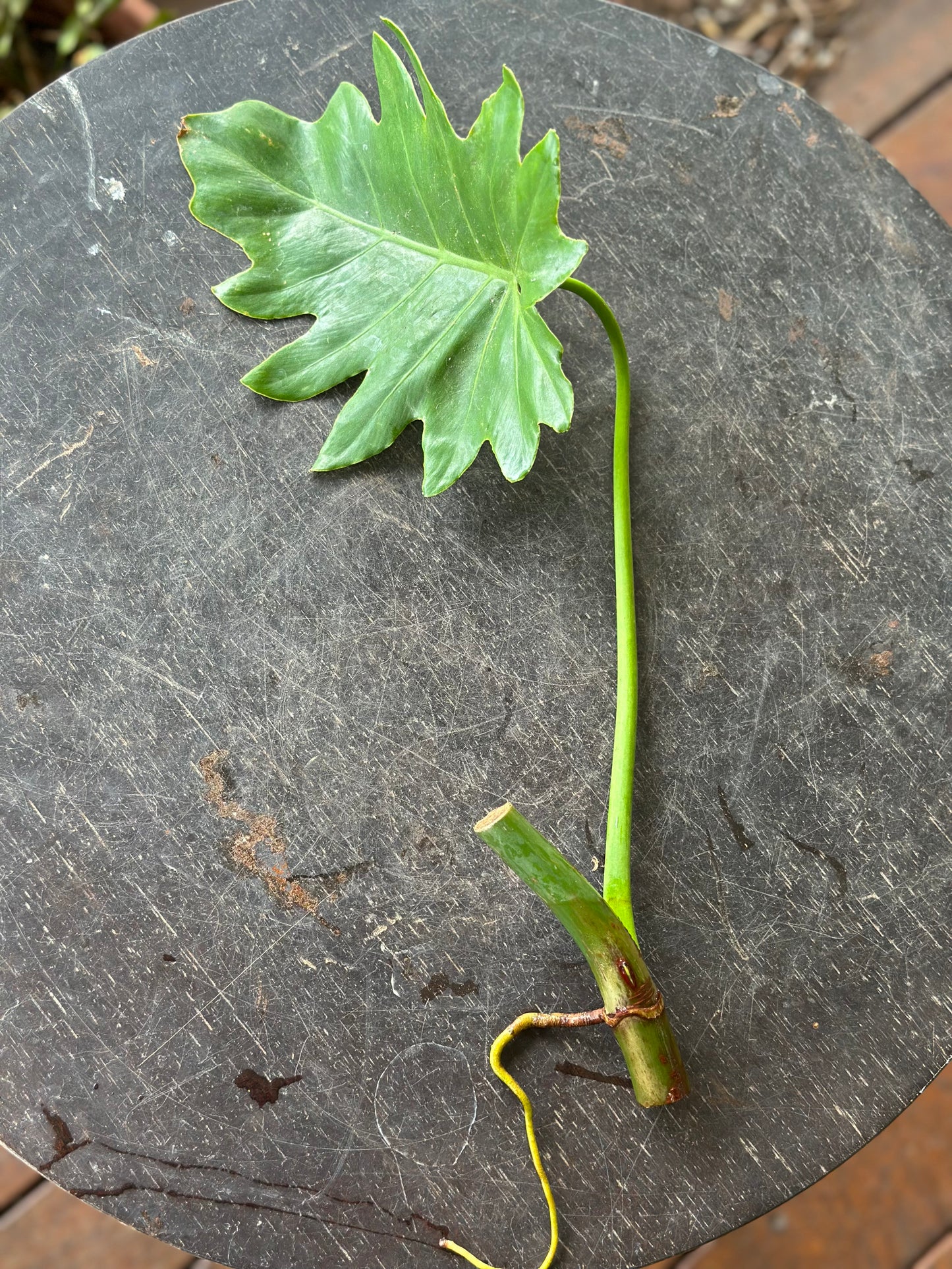 Philodendron Lacerum Cuttings
