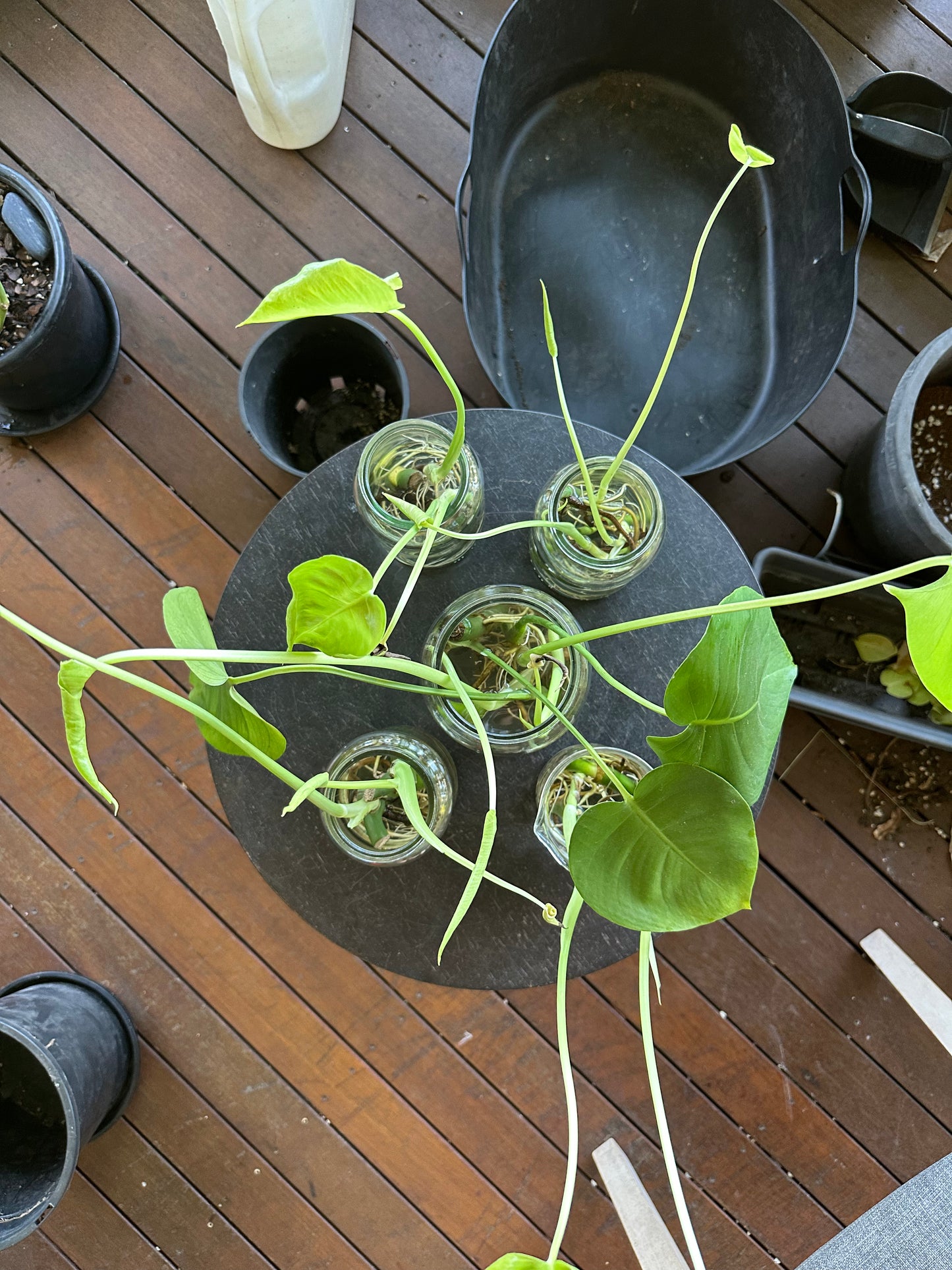 Monstera Deliciosa Babies